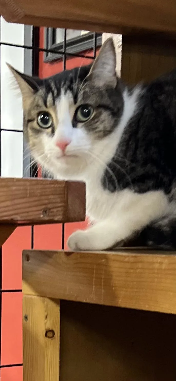 Squirtle thumbnail 2