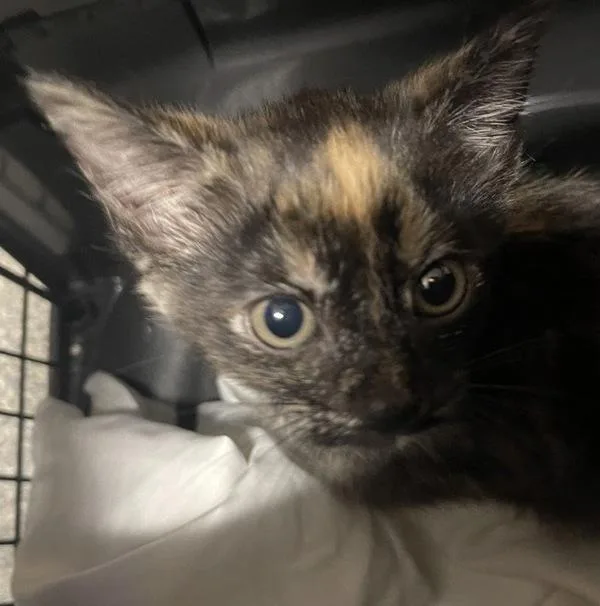 A baby small-sized female Domestic Short Hair cat named Meep for adoption in Escondido, CA
