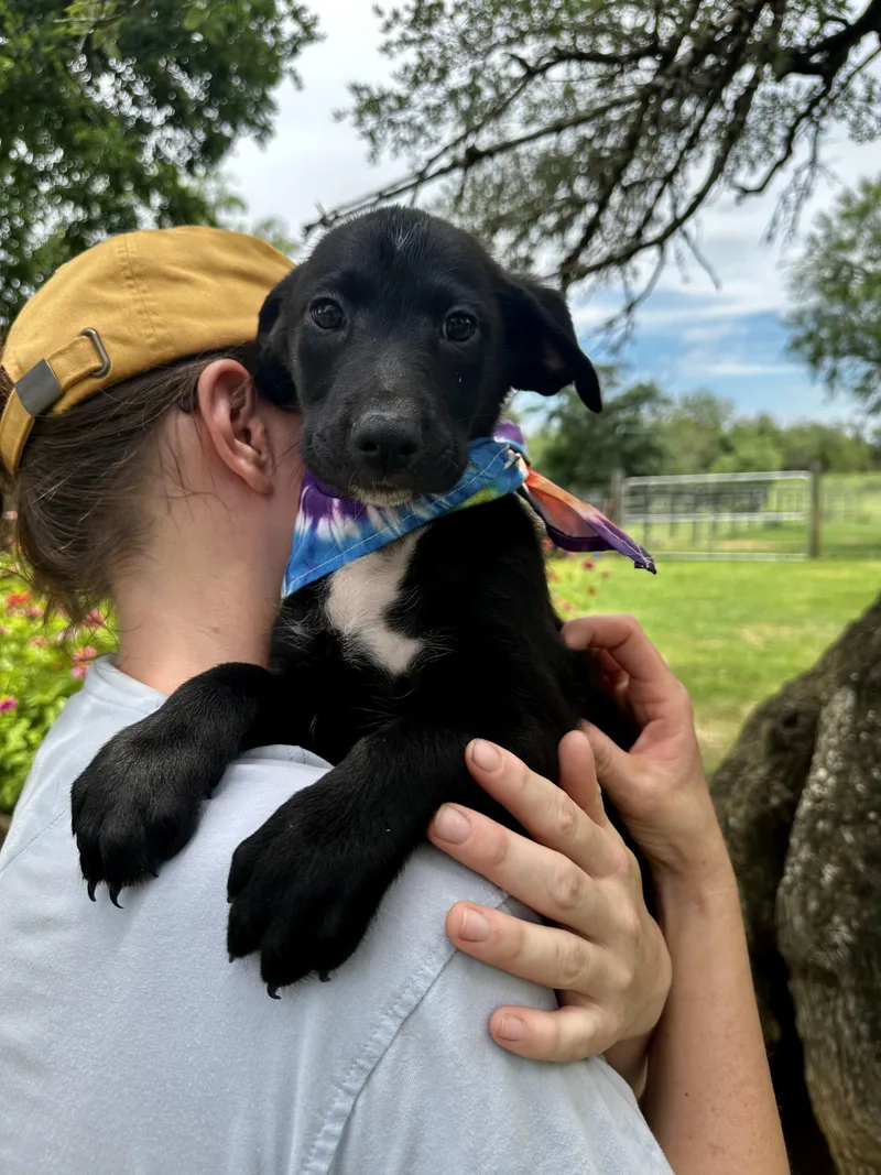 A young medium-sized female Black Schnauzer dog named Bridget for adoption in Seguin, TX