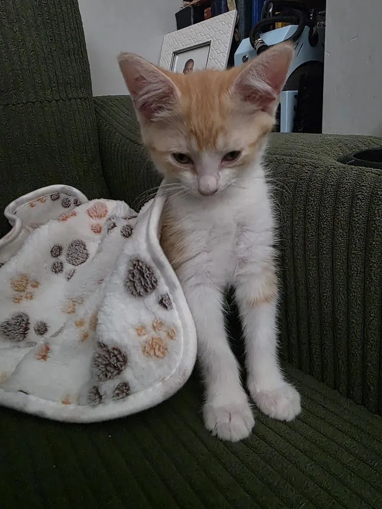 A baby medium-sized female Orange & White Domestic Short Hair cat named Rufina for adoption in Clinton Township, MI