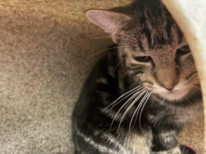 An adult medium-sized male Domestic Short Hair cat named Reaper for adoption in Lafayette, IN