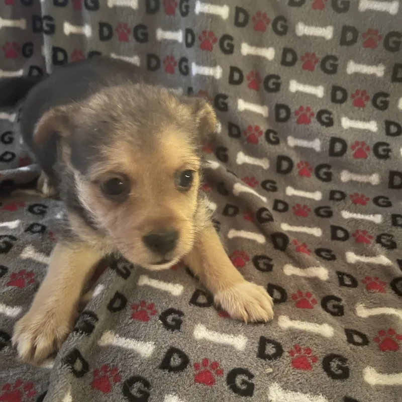 A baby small-sized female Terrier dog named Coral for adoption in Gainesville, VA