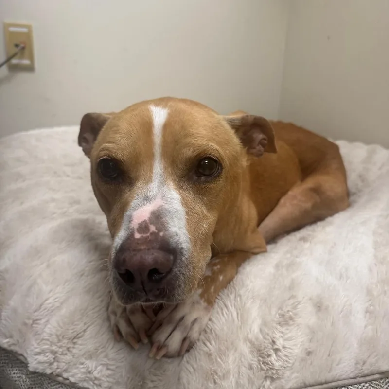 A senior medium-sized female Yellow / Tan / Blond / Fawn Mixed Breed dog named Delilah for adoption in Chattanooga, TN