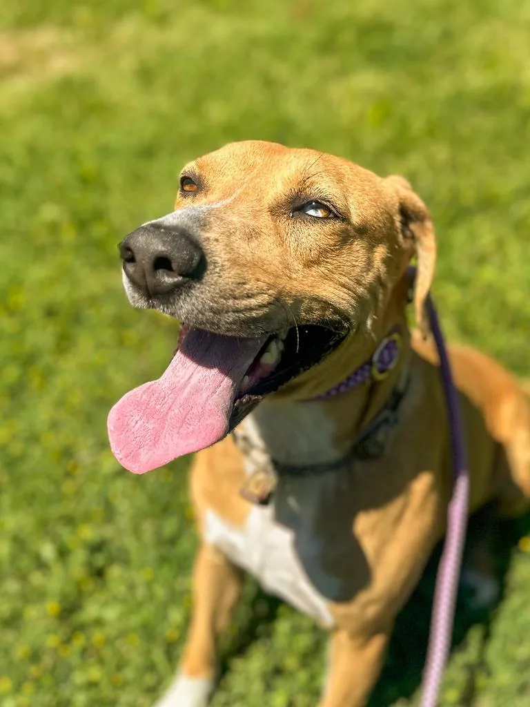 An adult large-sized female Black Mouth Cur dog named Gracie for adoption in Springfield, TN