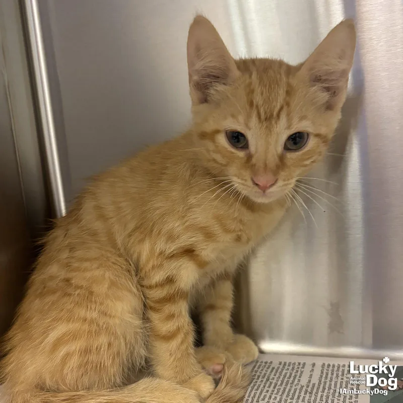 A baby medium-sized male Orange / Red Domestic Short Hair cat named Larkin for adoption in Washington, DC