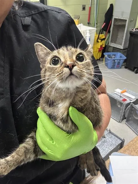 A young medium-sized female Domestic Short Hair cat named Change for adoption in Indianapolis, IN