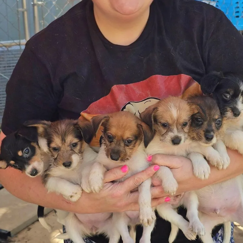 A young small-sized female Tricolor (Brown, Black, & White) Rat Terrier dog named Raspberry for adoption in Athens, AL