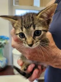A baby small-sized male Domestic Short Hair cat named Keanu for adoption in Largo, FL