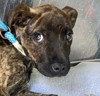 A young medium-sized male Brindle Mixed Breed dog named Pita for adoption in Cincinnati, OH