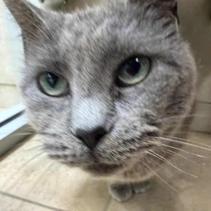 An adult medium-sized male Gray / Blue / Silver Domestic Short Hair cat named Mister Mans for adoption in Chattanooga, TN