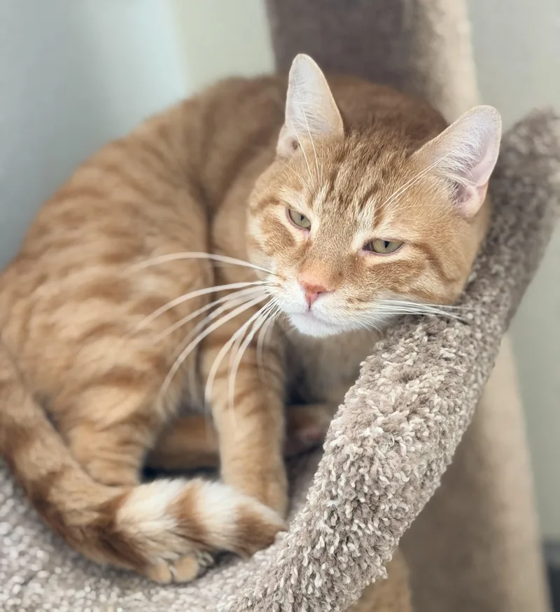 An adult extra large-sized male Domestic Short Hair cat named Benjamin for adoption in Pittsburgh, PA