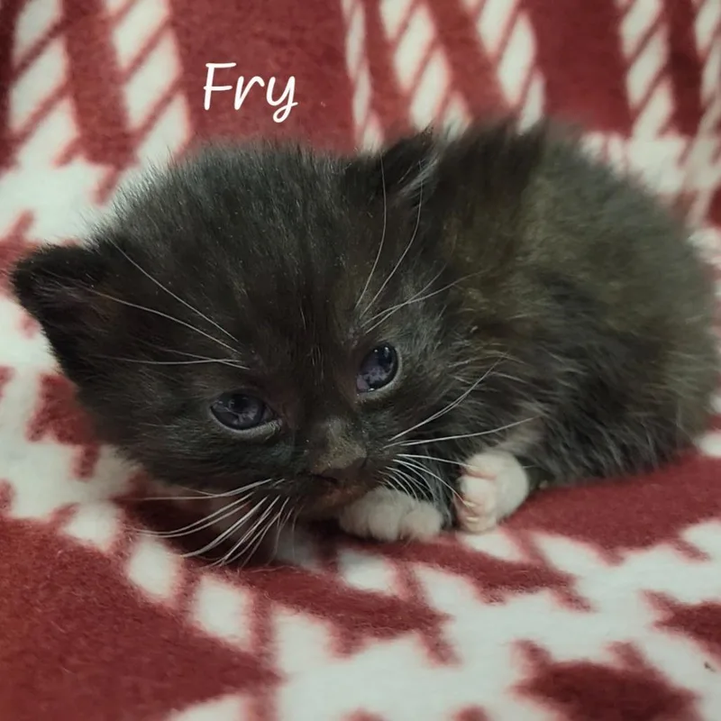 Fry thumbnail 2
