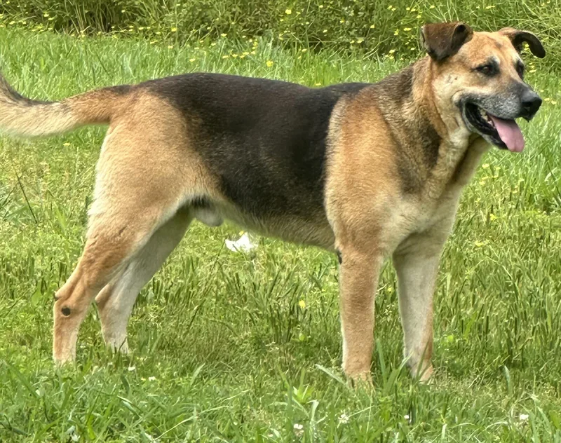 A senior large-sized male Bicolor German Shepherd Dog dog named Boomer for adoption in Bruce, MS
