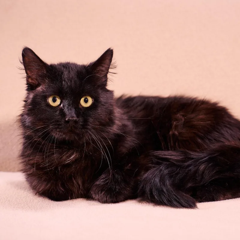 A young large-sized male Black Domestic Long Hair cat named Rowan for adoption in Chaska, MN