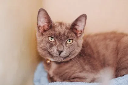 An adult small-sized male Domestic Short Hair cat named a Azrael PetSmart North for adoption in North Charleston, SC