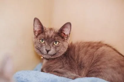a Azrael PetSmart North thumbnail 2