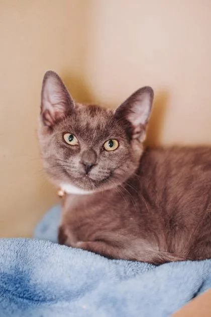 a Azrael PetSmart North thumbnail 3