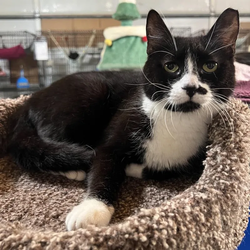 An adult medium-sized female Black Domestic Short Hair cat named Miley for adoption in Folsom, LA