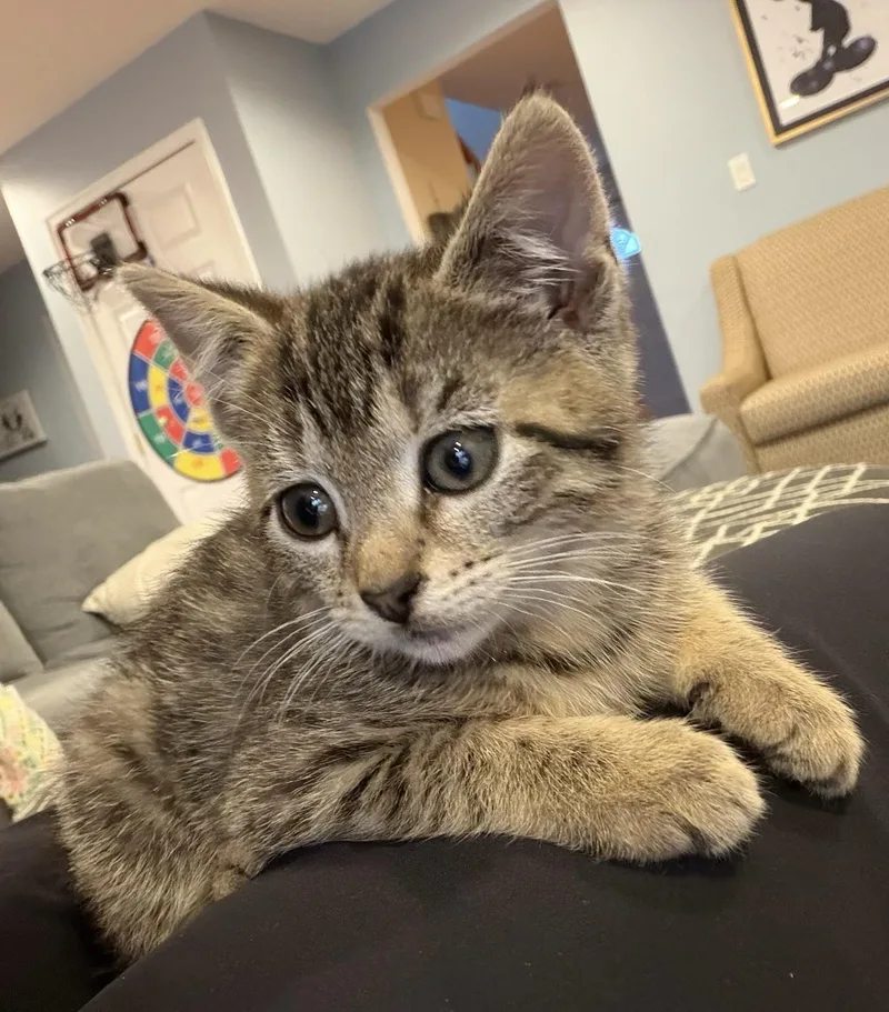 Mickey  Mouse & thumbnail 2