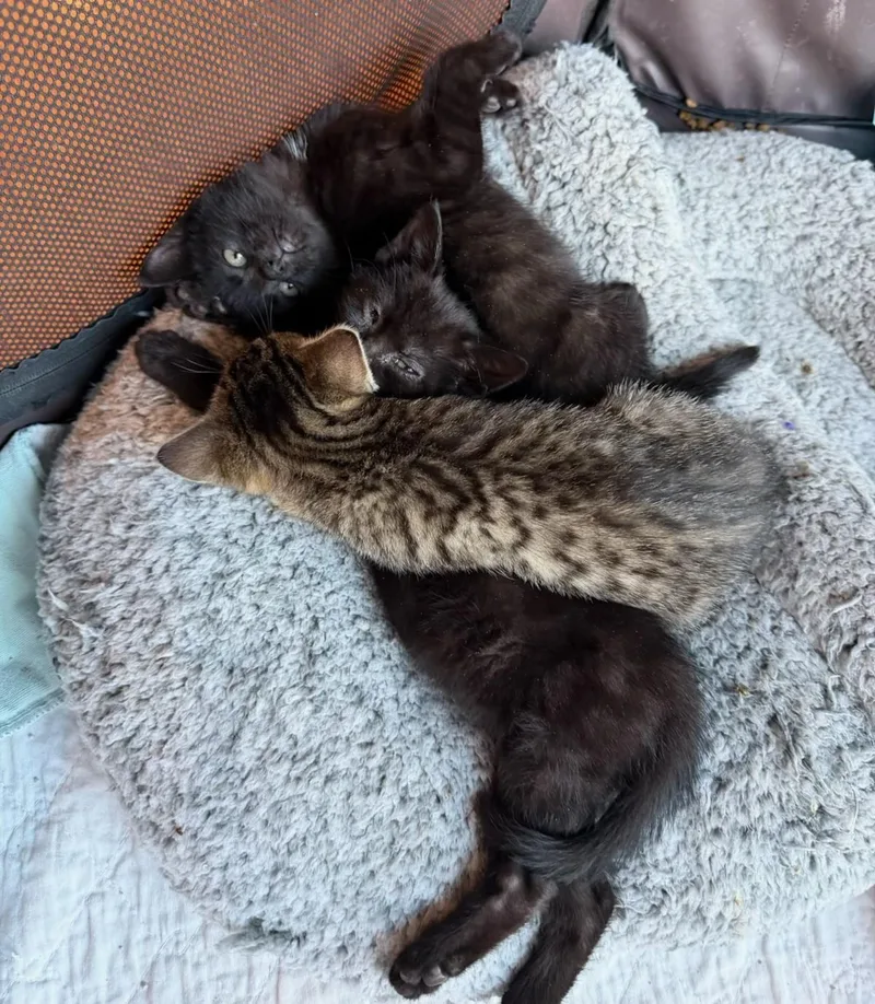 Mickey  Mouse & thumbnail 3