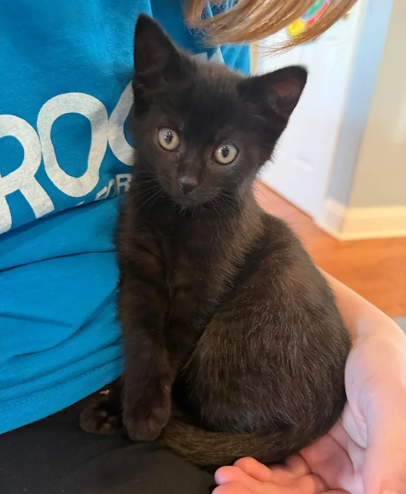 Mickey  Mouse & thumbnail 4