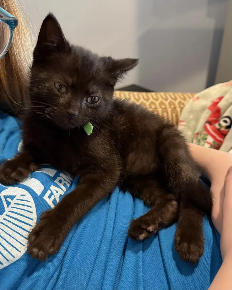 Mickey  Mouse & thumbnail 5