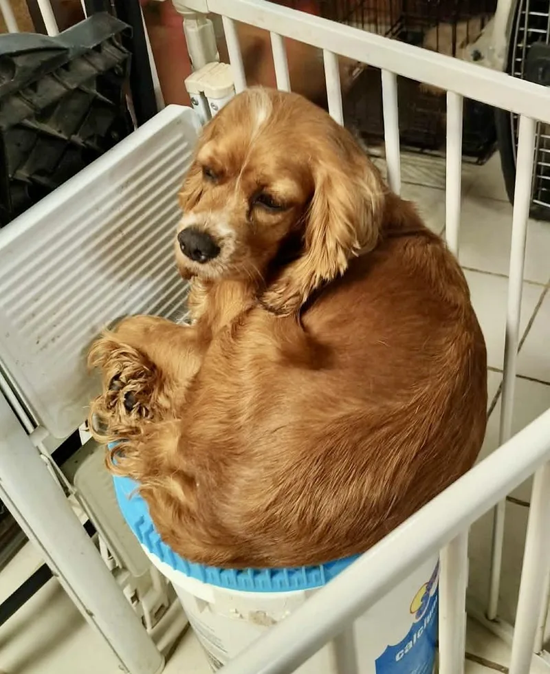 An adult small-sized female Red / Chestnut / Orange Cocker Spaniel dog named Peaches for adoption in Mcallen, TX