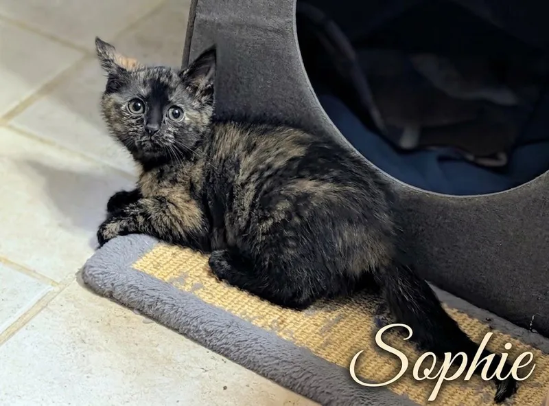A baby medium-sized female Tabby (Brown / Chocolate) Domestic Short Hair cat named Sophie...big adventures come in for adoption in Murfreesboro, TN