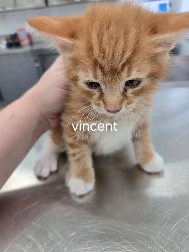 A baby small-sized male Domestic Short Hair cat named Vincent for adoption in Cambridge, MD