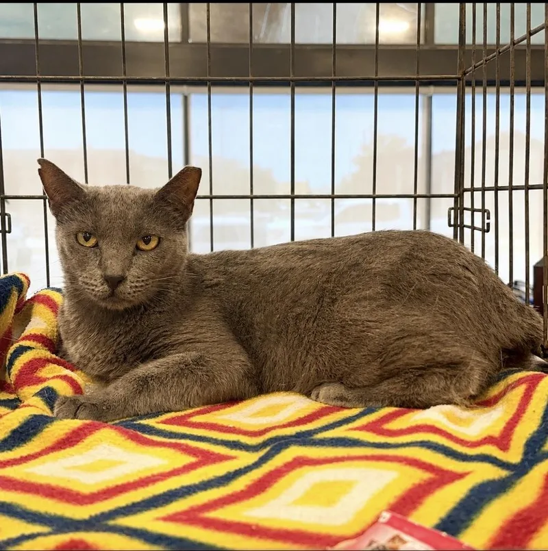 An adult medium-sized female Gray / Blue / Silver Domestic Short Hair cat named Bonnie for adoption in Panama City Beach, FL