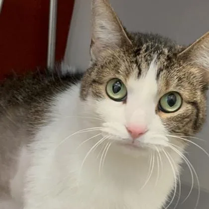 A young medium-sized female Domestic Short Hair cat named Olive for adoption in Janesville, WI