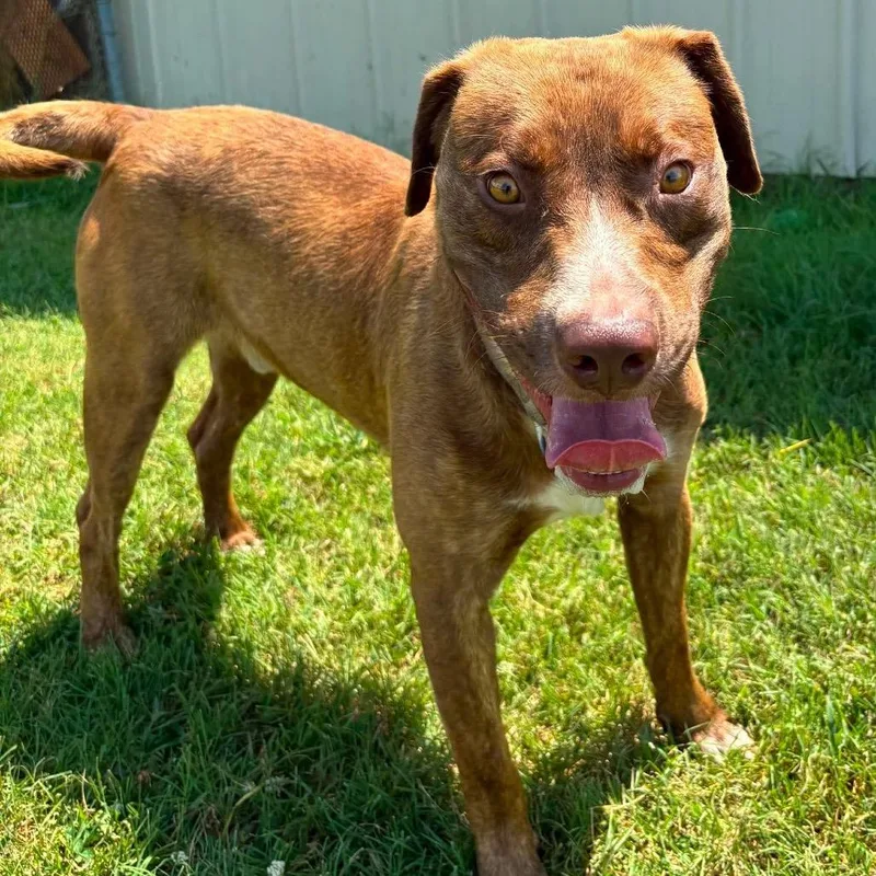An adult medium-sized male Red / Chestnut / Orange Mountain Cur dog named Titan for adoption in Hackett, AR