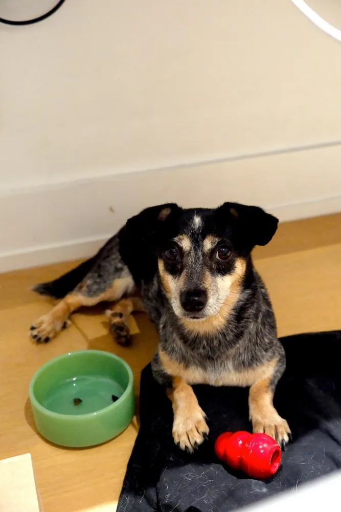 A young small-sized female Gray / Blue / Silver Dachshund dog named Cecillia for adoption in Manhattan, NY