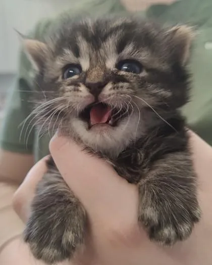 A baby small-sized female Domestic Short Hair cat named Sylveon for adoption in Lafayette, IN