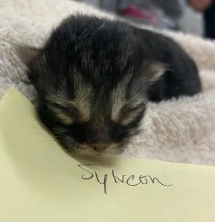 Sylveon thumbnail 2