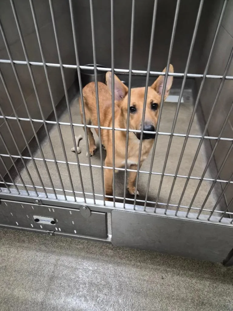 A young medium-sized female Mixed Breed dog named DeeDee for adoption in Rome, GA