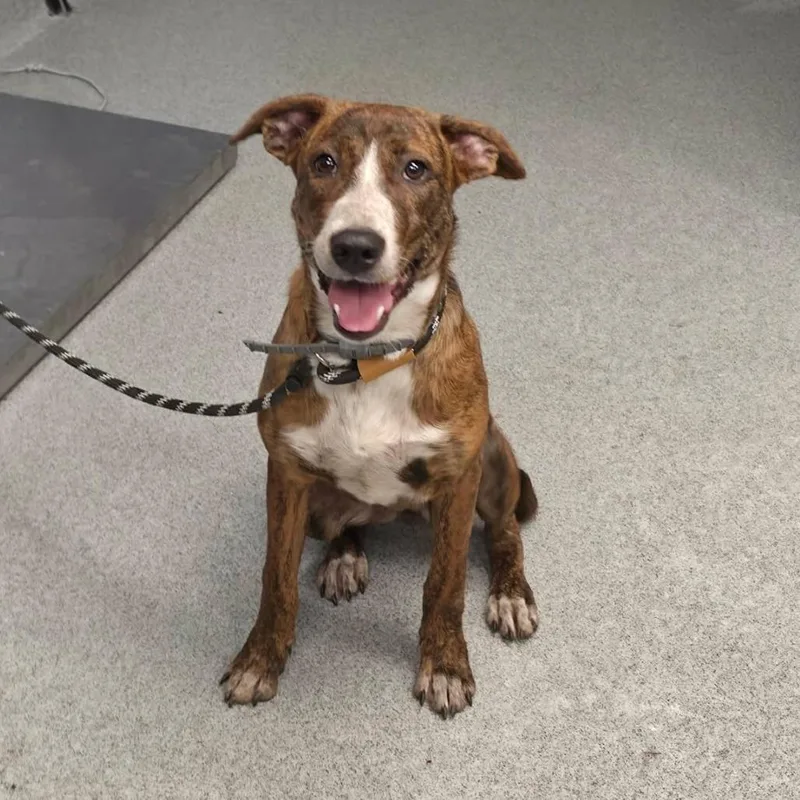 A young medium-sized female Brindle Mountain Cur dog named Cardinal for adoption in Martinsville, VA