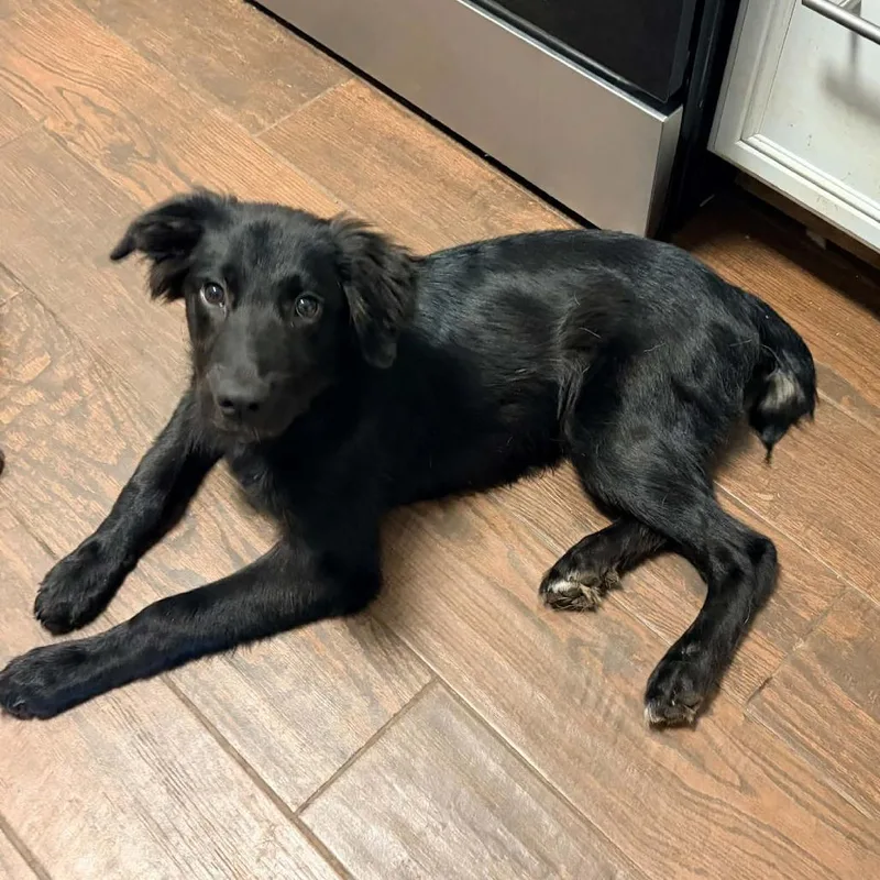 A baby small-sized male Black Australian Shepherd dog named Captain Hook for adoption in Olathe, KS