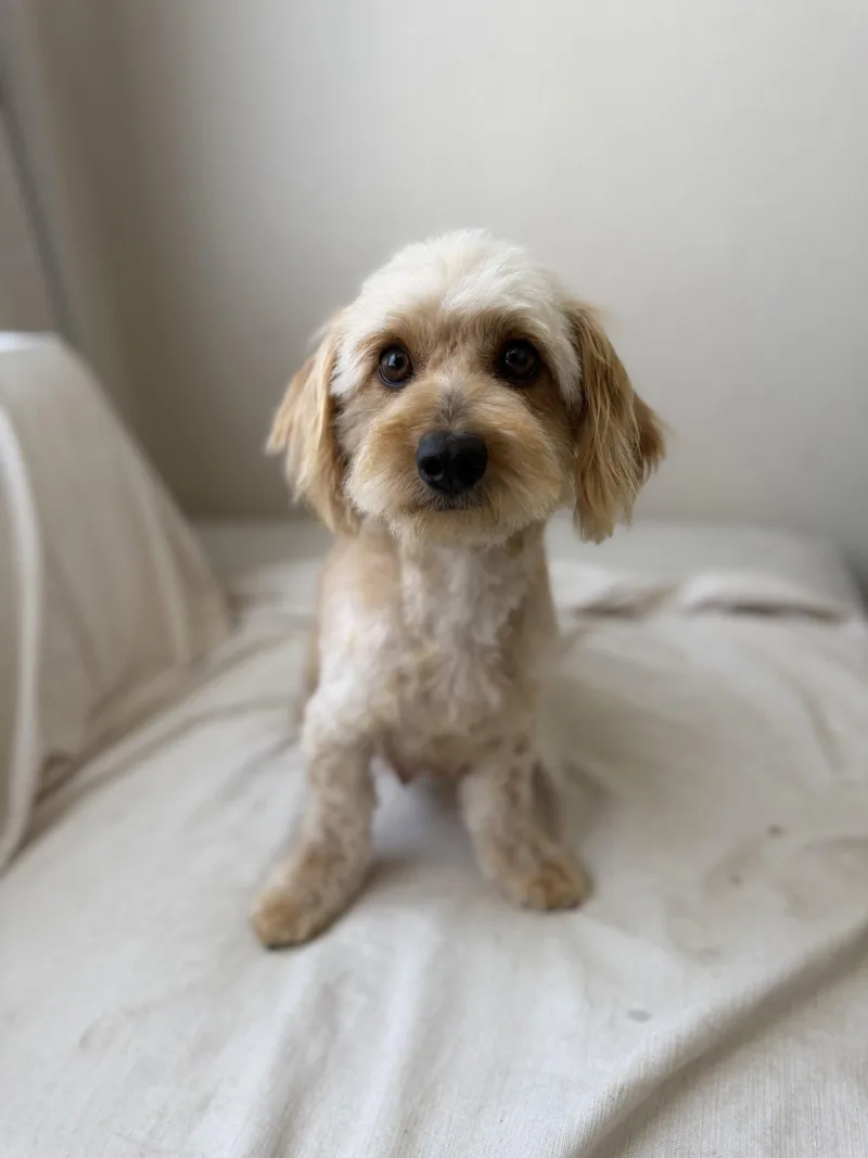 An adult small-sized female Dachshund dog named Hazel for adoption in Orange, CA