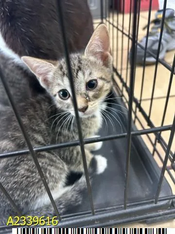 A baby small-sized female Domestic Short Hair cat named Misty for adoption in West Palm Beach, FL