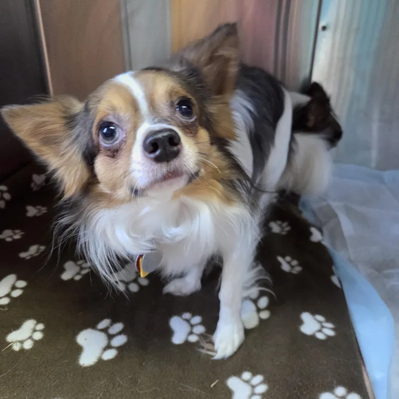 An adult small-sized male Tricolor (Brown, Black, & White) Chihuahua dog named Norbert for adoption in Brookings, SD