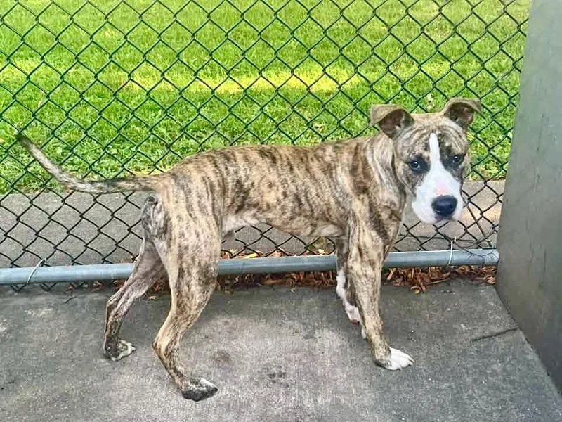 An adult medium-sized male Brindle Pit Bull Terrier dog named Elrick for adoption in Chicago, IL