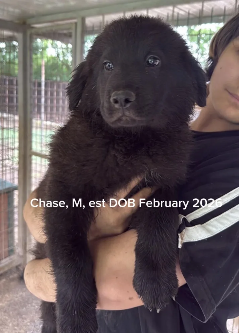 Chase