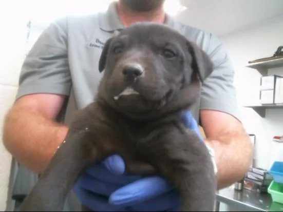 An adult small-sized female Labrador Retriever dog named Lily for adoption in Albuquerque, NM