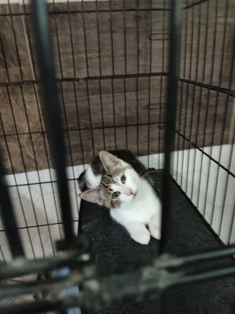 A baby small-sized male Tabby (Gray / Blue / Silver) Domestic Medium Hair cat named Thurston for adoption in Monticello, IN
