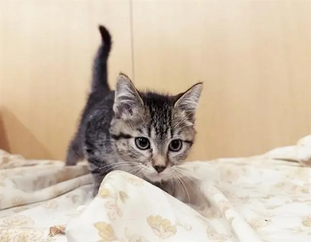 A baby small-sized female Domestic Short Hair cat named Maybelline for adoption in Saint Louis, MO