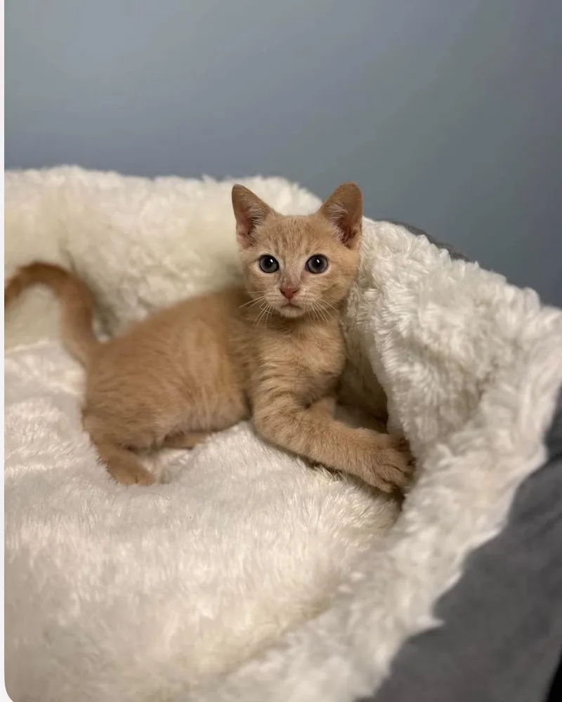 A baby medium-sized male Orange & White Tabby cat named Nemo for adoption in Kannapolis, NC