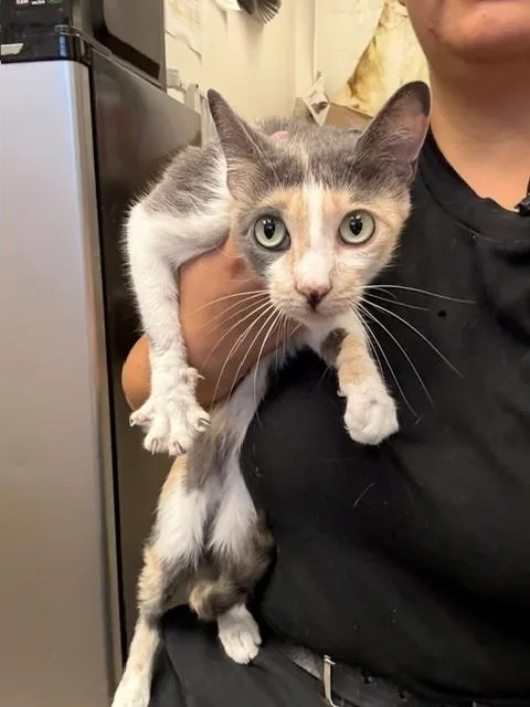 A young medium-sized female Domestic Short Hair cat named Pearl for adoption in Burbank, CA