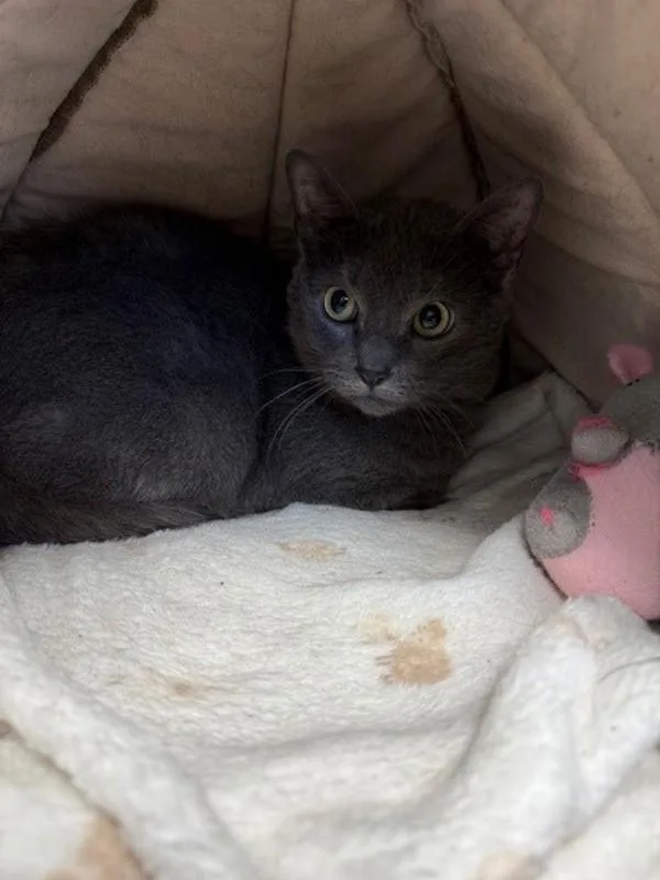 An adult medium-sized female Domestic Short Hair cat named Static for adoption in Skillman, NJ