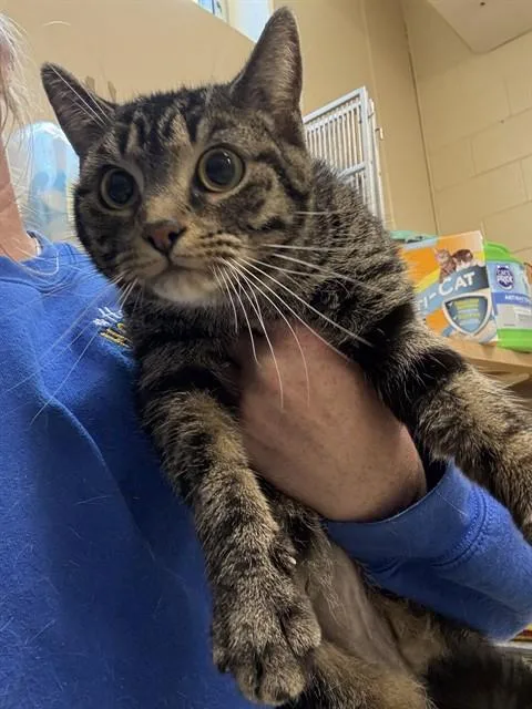 A young small-sized female Domestic Short Hair cat named Bell for adoption in Aliquippa, PA